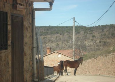 Caballos